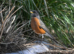 American Robin