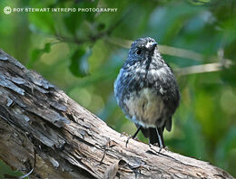 North Island Robin (Toutouwai)