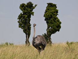 Ostrich