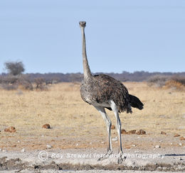 Ostrich