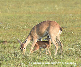 Pampas Deer