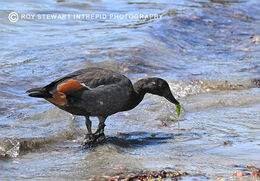 Paradise Shelduck (Putangitangi)