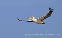 Great White Pelican