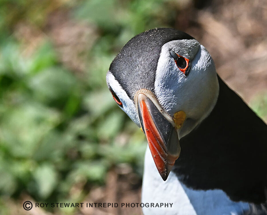 Puffin