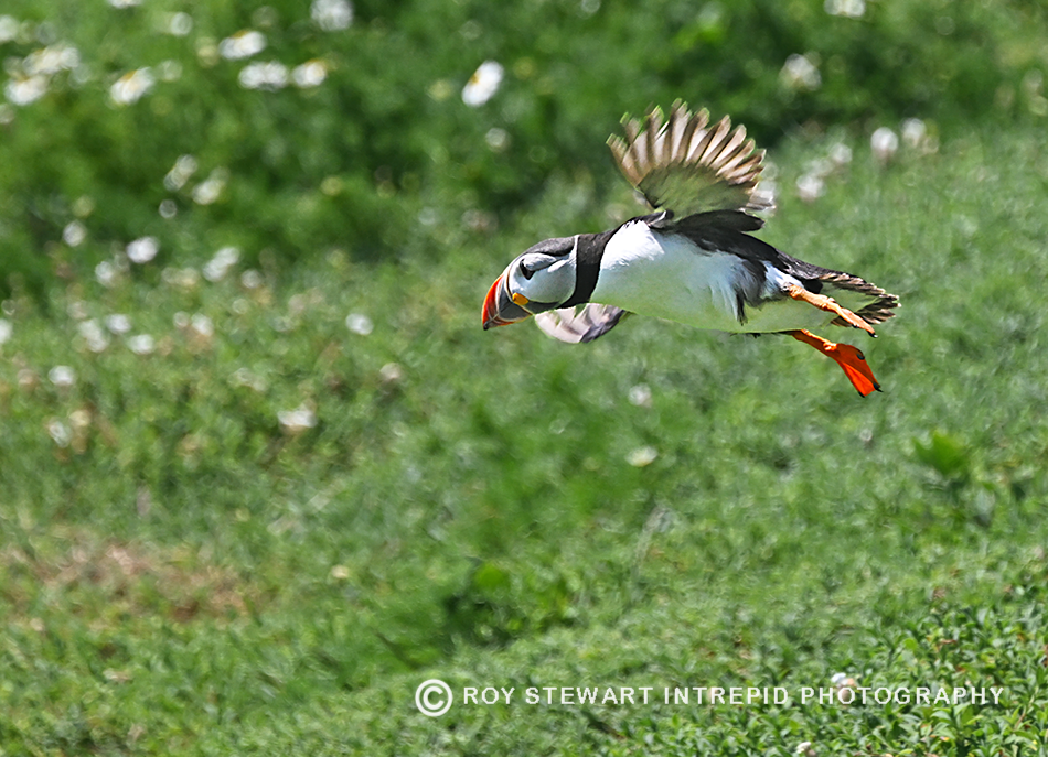 Puffin