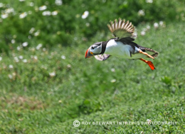 Puffin