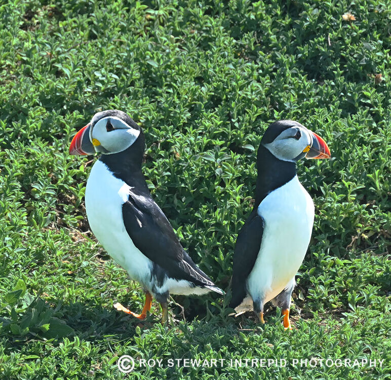 Puffins
