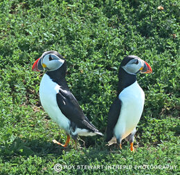 Puffins