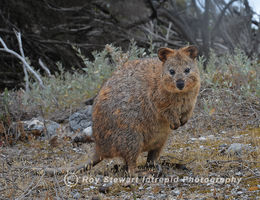 Quokka