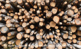 Log Pile
