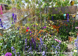 Chelsea Flower Show