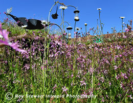 Chelsea Flower Show