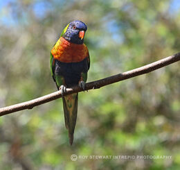 Rainbow Lorikeet