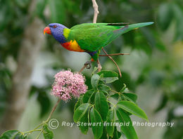 Rainbow Lorikeet