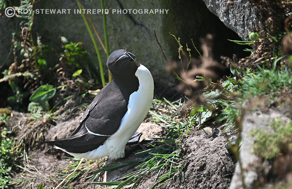 Razorbill