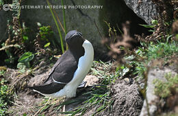 Razorbill