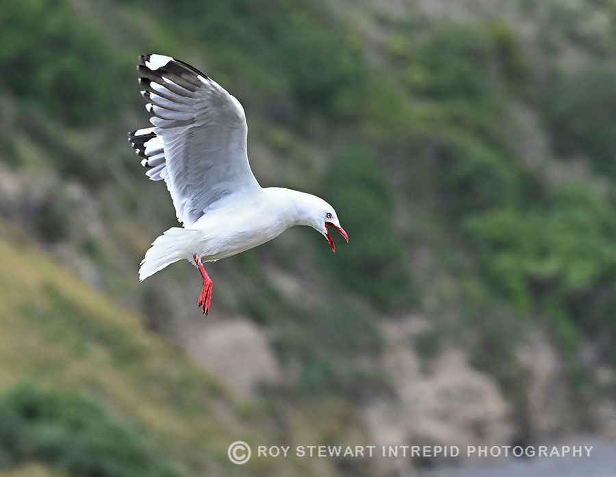 Red-billed Gull (Tarapunga)