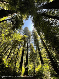 Redwood Forest