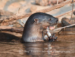 River Otter
