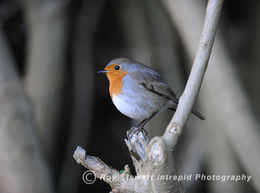 Robin