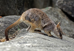 Rock Wallaby
