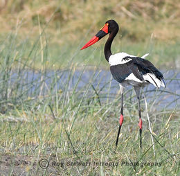 Saddle Billed Stork