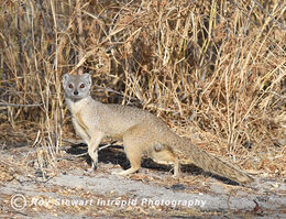 Slender Mongoose