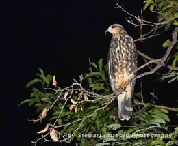 Snail Kite
