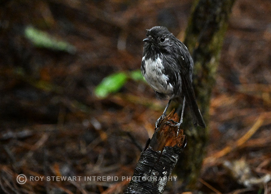 South Island Robin (Kakaruai)