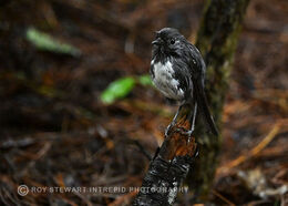 South Island Robin (Kakaruai)