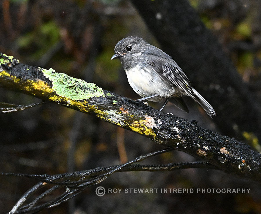 Stewart Island Robin (kakaruai)