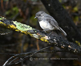 Stewart Island Robin (kakaruai)