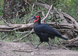 Southern Ground Hornbill