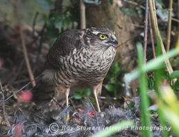 Sparrowhawk