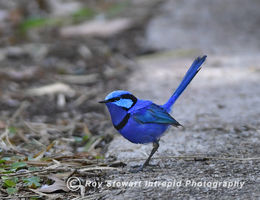 Splendid Fairywren