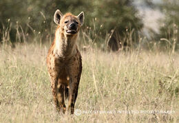 Spotted Hyena