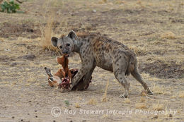 Spotted Hyena