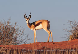 Springbok