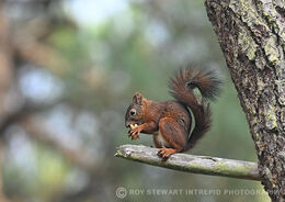 European Red Squirrel