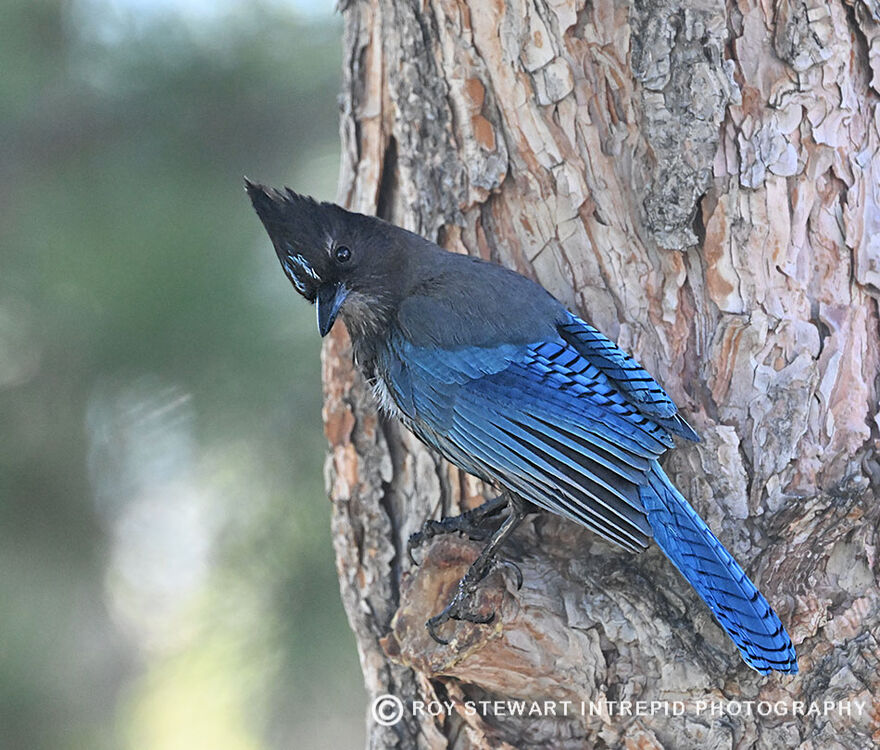 Stellar Jay