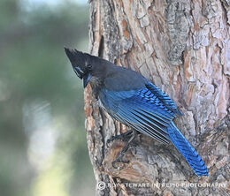 Stellar Jay