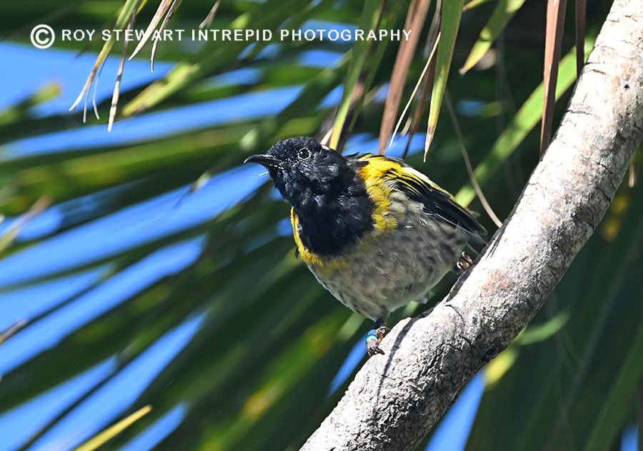 Stitchbird (Hihi)