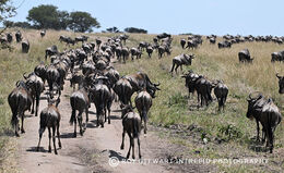 The Great Wildebeest Migration