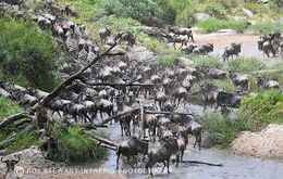 The Great Wildebeest Migration