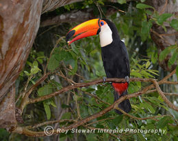 Toco Toucan
