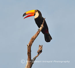 Toco Toucan