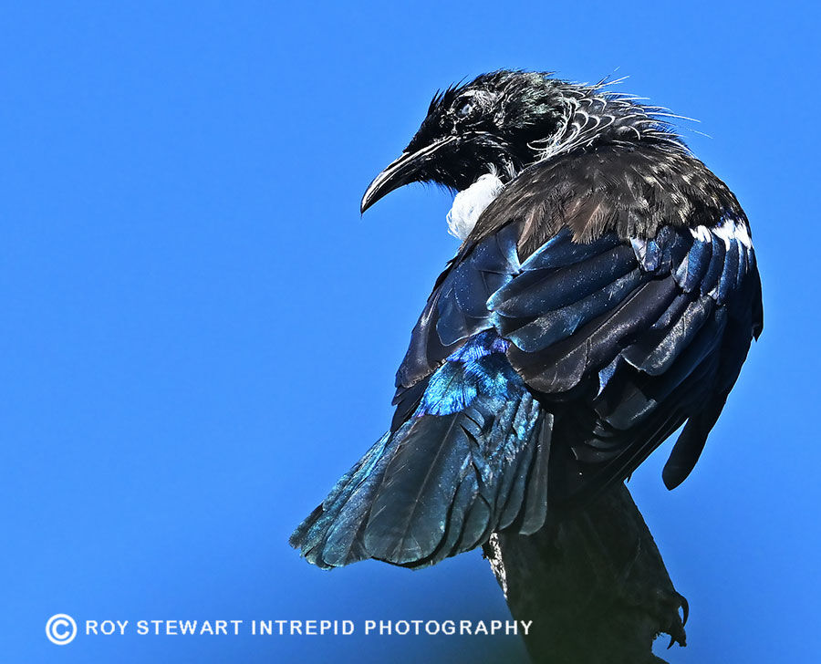 Tui