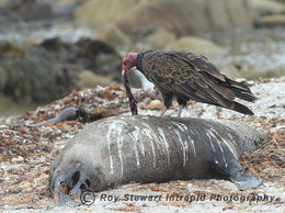 Turkey Vulture