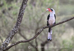 Von Der Decken's Hornbill