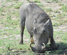 Warthog